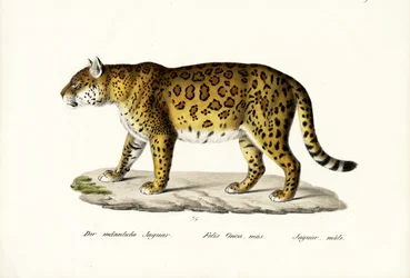 Jaguar, 1824